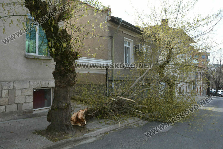 Силният вятър счупи дърво и билборд в Хасково