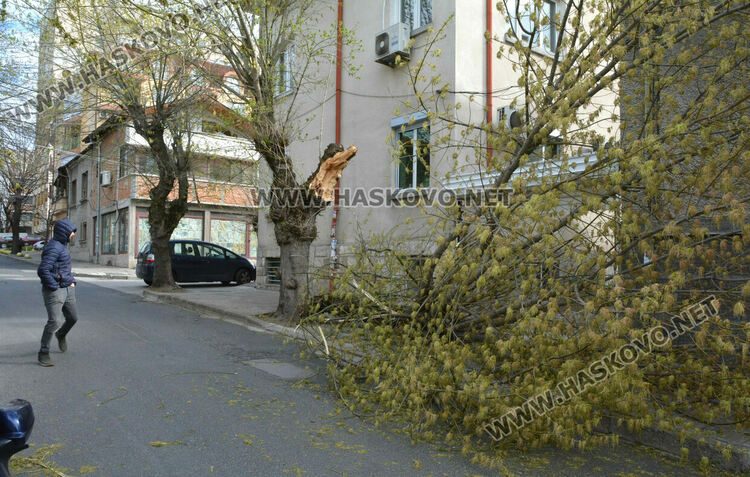 Силният вятър счупи дърво и билборд в Хасково