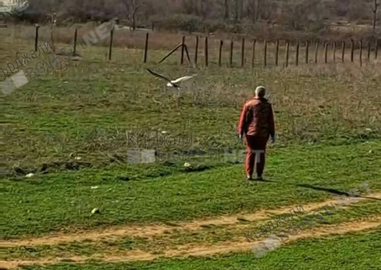   Пуснаха на свобода щъркела, лекуван във ветеринарната клиника в Крумовград