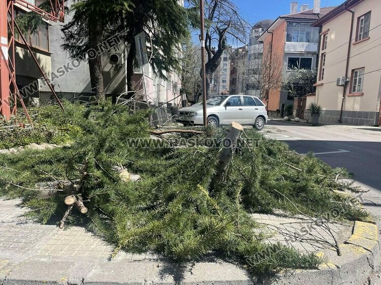 Вятърът счупи клон от дърво и падна върху кола в центъра на Хасково