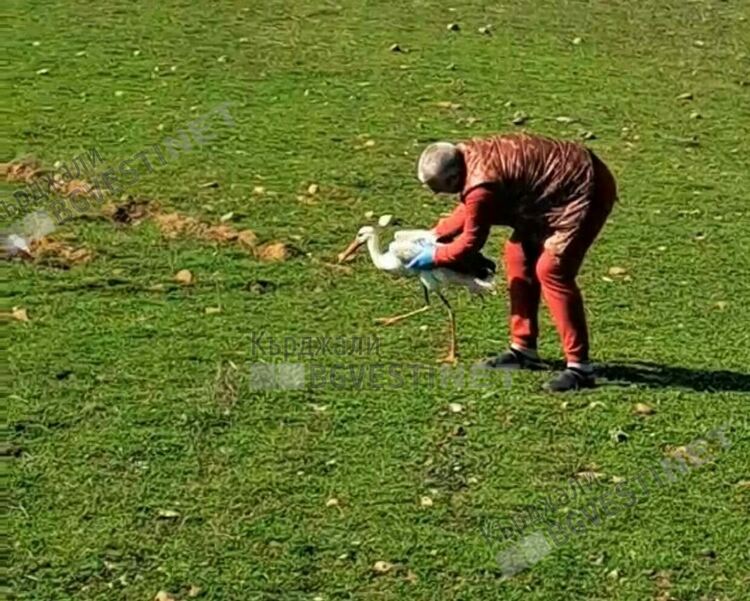   Пуснаха на свобода щъркела, лекуван във ветеринарната клиника в Крумовград