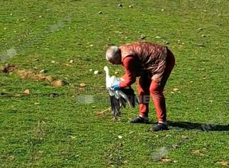   Пуснаха на свобода щъркела, лекуван във ветеринарната клиника в Крумовград