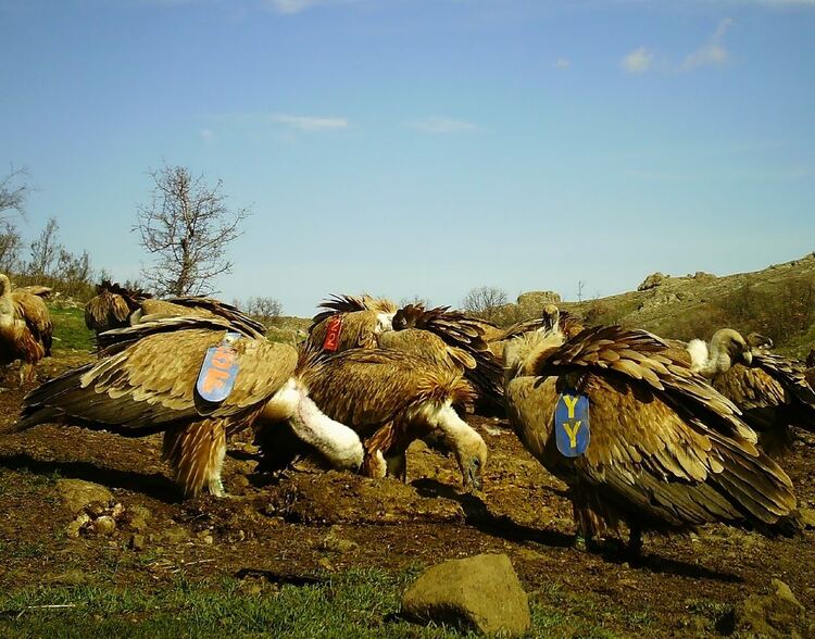 Уникална снимка от Поточница:Три лешояда с крилометки от различни места на Балканите