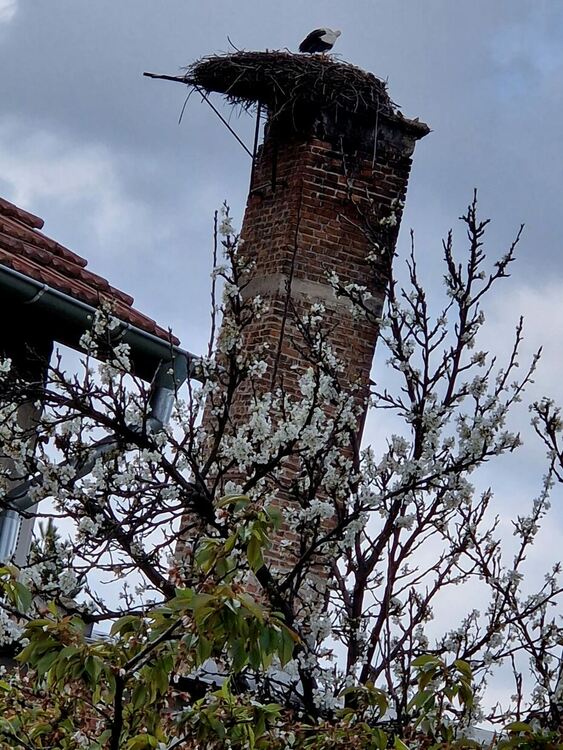 Първомайският щъркел долетя!