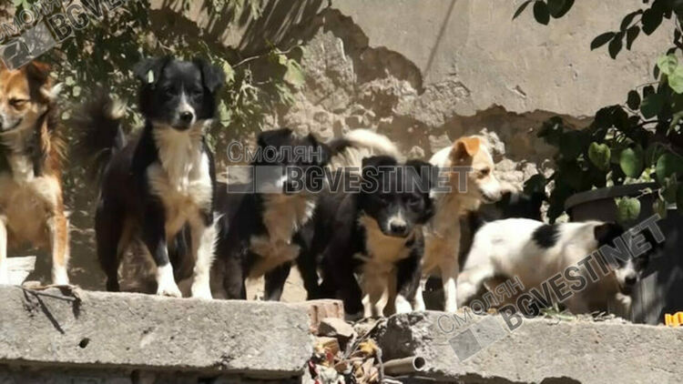 "Кучешката къща" вече с години тероризира смолянчани, нападат хора, убиват котки. Институциите вдигат рамене