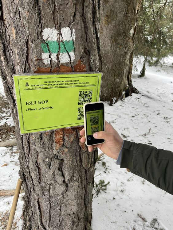 Служители на ДГС-"Михалково" поставиха табели на дървета с QR код, съдържащ информация и снимки за вида