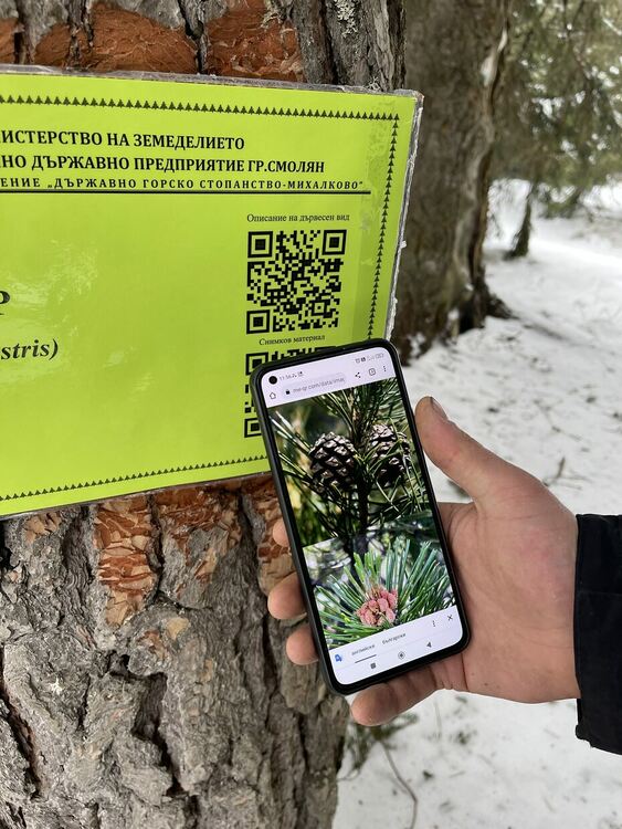 Служители на ДГС-"Михалково" поставиха табели на дървета с QR код, съдържащ информация и снимки за вида