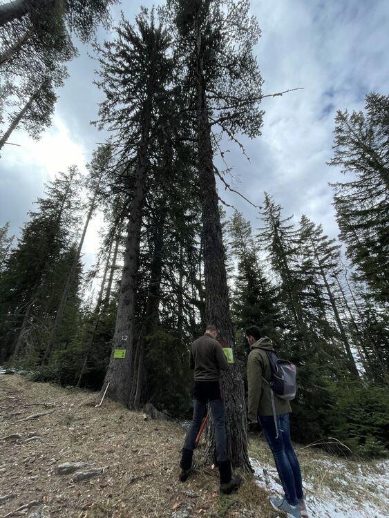 Служители на ДГС-"Михалково" поставиха табели на дървета с QR код, съдържащ информация и снимки за вида