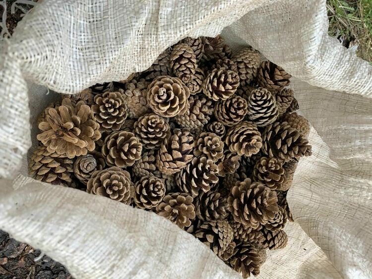 Ученици от Смолян посетиха единствената шишаркосушилня в региона