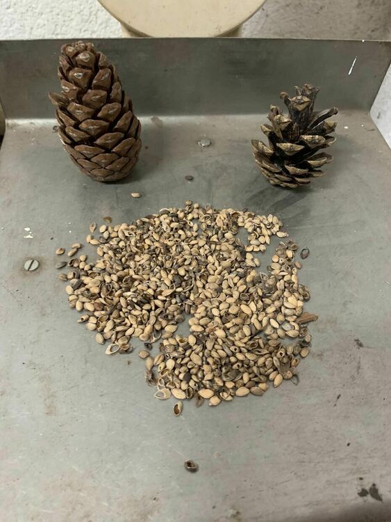 Ученици от Смолян посетиха единствената шишаркосушилня в региона