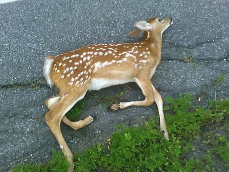 Товарен "Фиат" уби сърна при Загорско