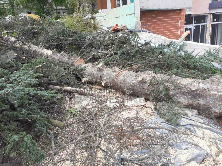 Отново посегнаха на дървета до 20-ти блок във „Възрожденци”