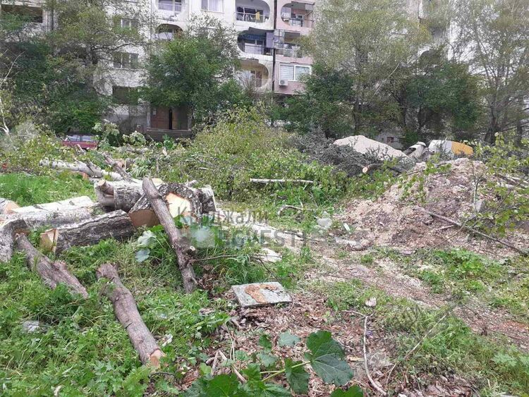 Отново посегнаха на дървета до 20-ти блок във „Възрожденци”