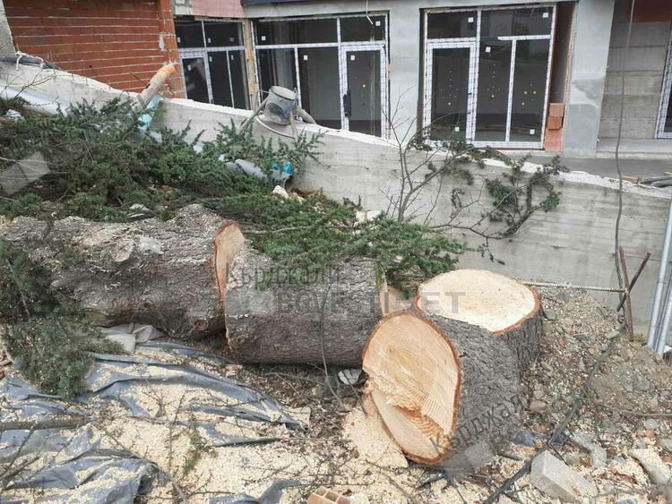 Отново посегнаха на дървета до 20-ти блок във „Възрожденци”