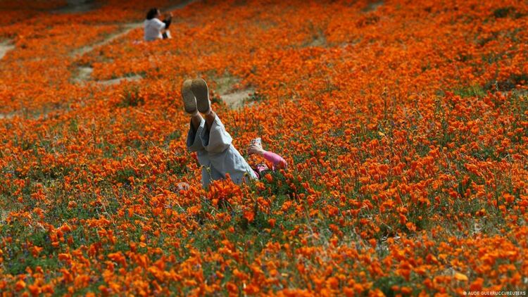 Калифорнийски макове покриха Долината на антилопата в исторически суперцъфтеж