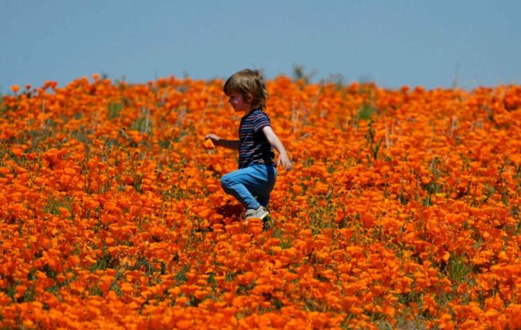 Калифорнийски макове покриха Долината на антилопата в исторически суперцъфтеж