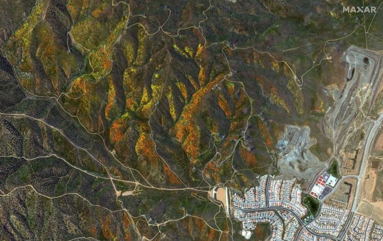 Калифорнийски макове покриха Долината на антилопата в исторически суперцъфтеж