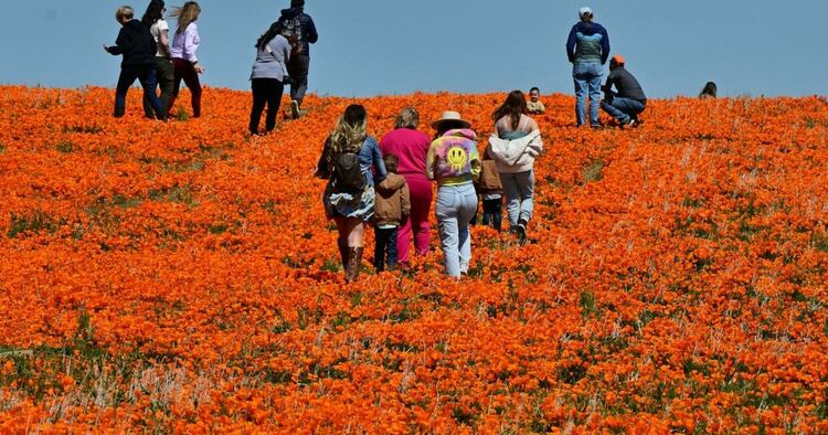 Калифорнийски макове покриха Долината на антилопата в исторически суперцъфтеж