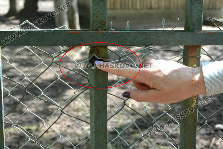 Злосторници срязаха оградата на зоопарка и пуснаха кошутите от загражденията