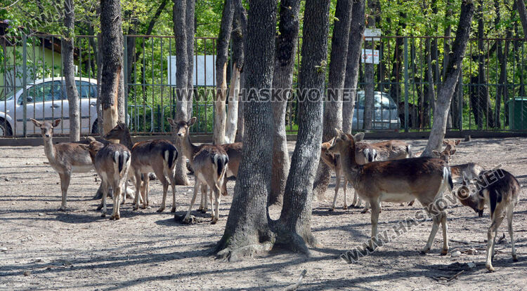 Злосторници срязаха оградата на зоопарка и пуснаха кошутите от загражденията