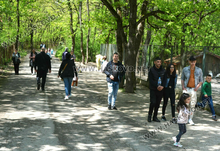 Злосторници срязаха оградата на зоопарка и пуснаха кошутите от загражденията