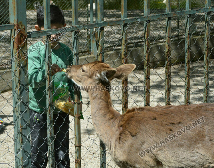 Злосторници срязаха оградата на зоопарка и пуснаха кошутите от загражденията