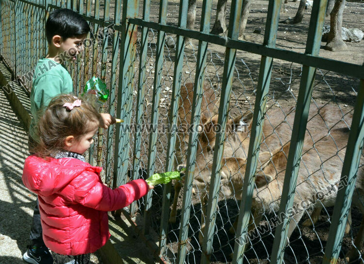 Злосторници срязаха оградата на зоопарка и пуснаха кошутите от загражденията