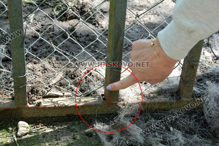 Злосторници срязаха оградата на зоопарка и пуснаха кошутите от загражденията