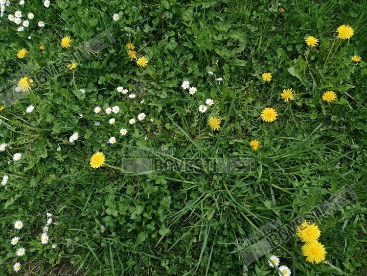 Преди обяд ще преобладава слънчево време, след обяд ще се заоблачи и завали