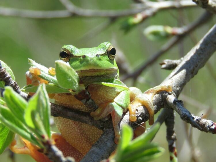 Източна дървесница (Hyla orientalis). Снимка Емилия Вачева