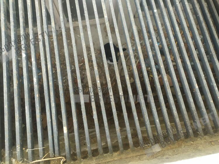  Огнеборци спасиха бременна котка, пропаднала в шахта на Общината