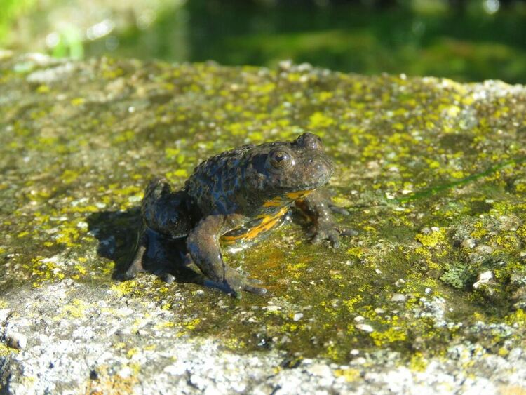 Жълтокоремна бумка (Bombina variegata). Снимка Емилия Вачева