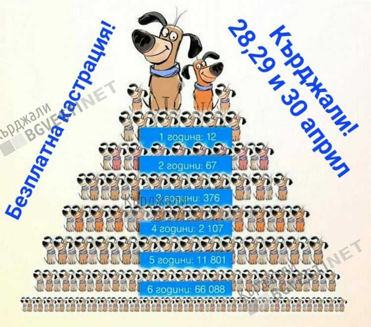 Фондация "Спасение" и немска организация с акция за намаляване на популацията на бездомните кучета и котки