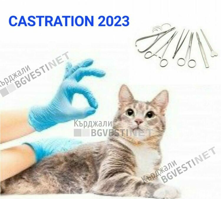 Фондация "Спасение" и немска организация с акция за намаляване на популацията на бездомните кучета и котки