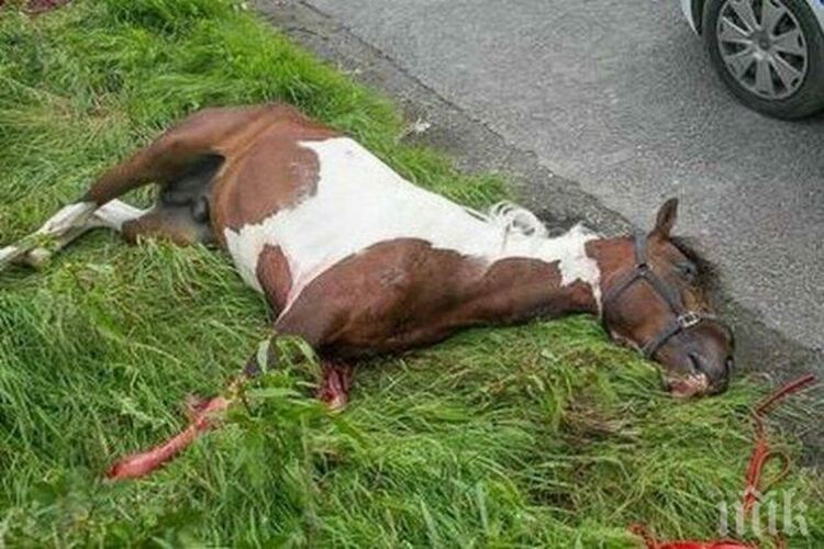 "БМВ" помете кон на пътя Кърджали-Момчилград