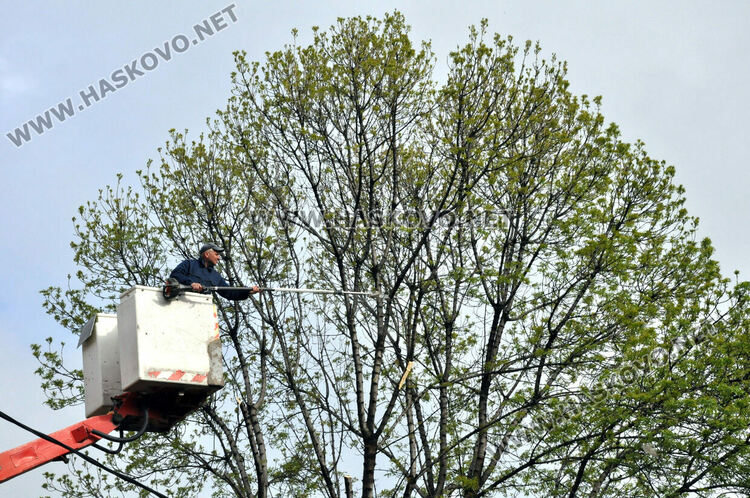 Затвориха улица „Георги Кирков“ пред Втора поликлиника заради резитба на дърво
