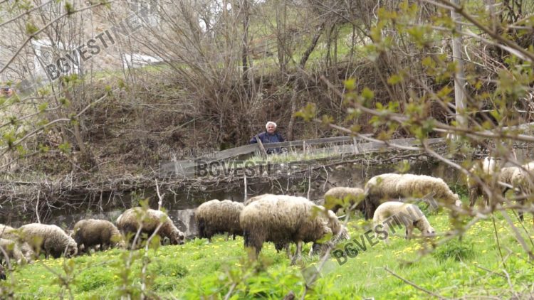 В с.Буката хората изкарват със страх животните си на паша