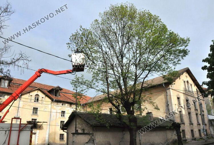Затвориха улица „Георги Кирков“ пред Втора поликлиника заради резитба на дърво
