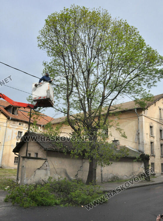 Затвориха улица „Георги Кирков“ пред Втора поликлиника заради резитба на дърво