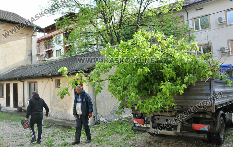 Затвориха улица „Георги Кирков“ пред Втора поликлиника заради резитба на дърво