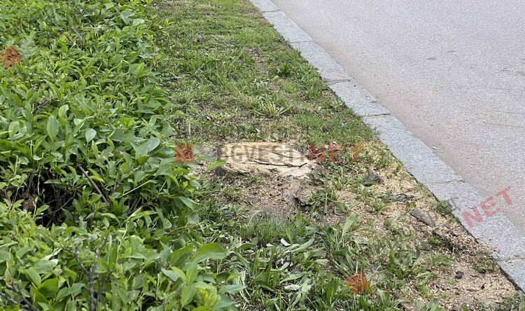 Отрязаха дървета по бул. "Трети март" - ще бъдат засадени нови, върху старите