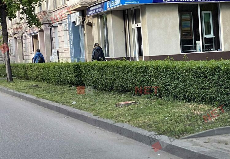 Отрязаха дървета по бул. "Трети март" - ще бъдат засадени нови, върху старите