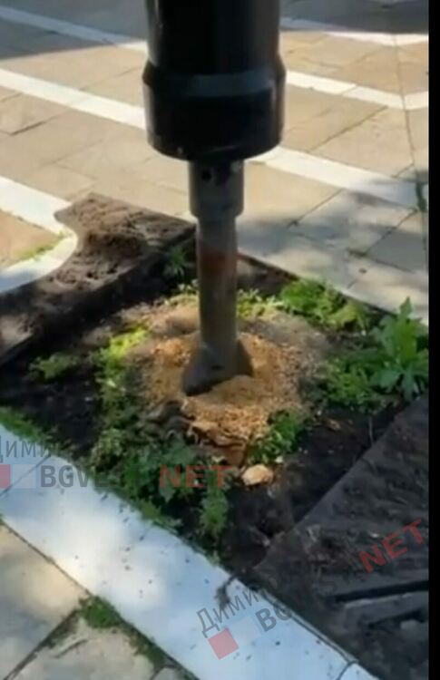 Отрязаха дървета по бул. "Трети март" - ще бъдат засадени нови, върху старите