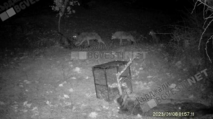 Отстреляха вълк край Велишани, ловци дежурят за още