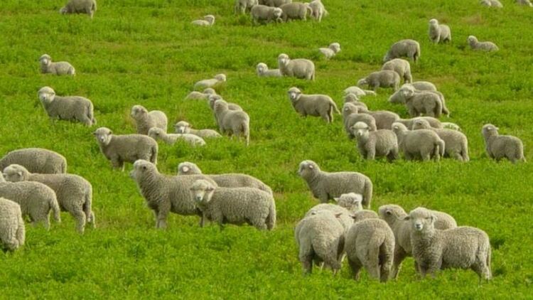 Обичаят &bdquo;Премуз&ldquo; ще бъде пресъздаден утре в пернишкото село Богданов дол