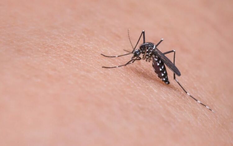 Обработват срещу комари 18 816,26 дка и 237 биотопа в Пернишка област