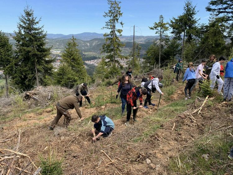 Над 80 деца залесяваха площи унищожени от ветровал  