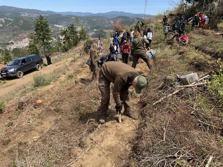 Над 80 деца залесяваха площи унищожени от ветровал  