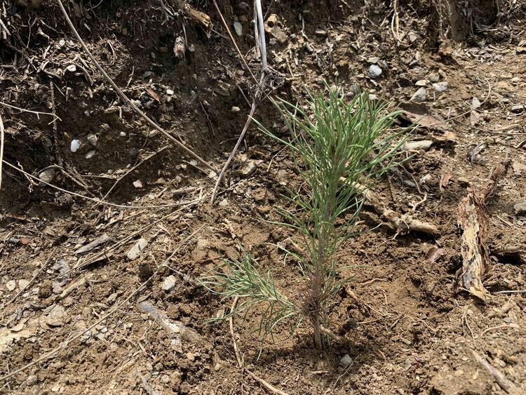 Над 80 деца залесяваха площи унищожени от ветровал  