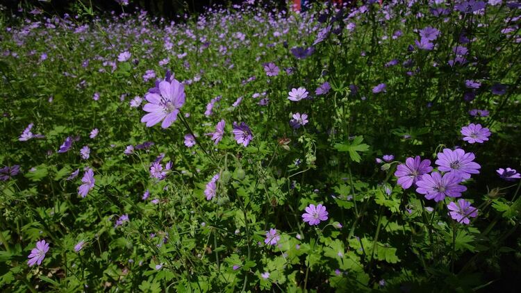 Облачно, валежи с гръмотевици